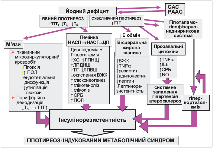 Метаболічний синдром і гіпотиреоз: патогенетичні взаємозв’язки, діагностика, лікування