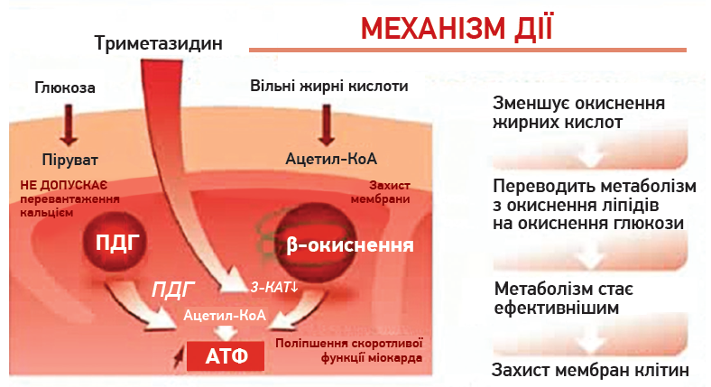 Місце кардіопротекторної метаболічної терапії в пацієнтів з артеріальною гіпертензією й ішемічною хворобою серця