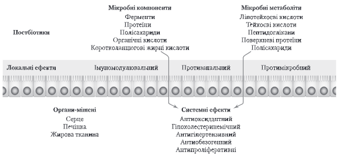 Синбіотичний вплив з метою корекції композиції та функцій кишкової мікробіоти